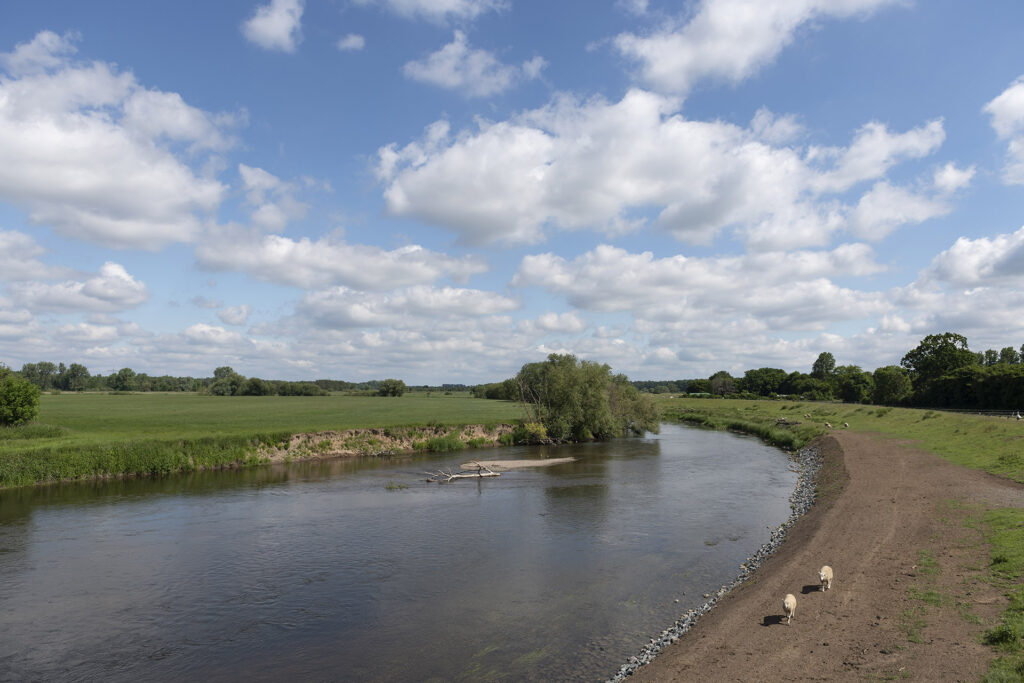 Flusslandschaft mit Schafen