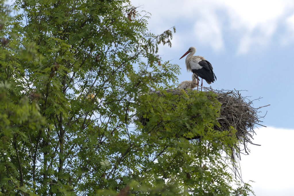 Storch in einem Nest auf einem Masten in der Natur